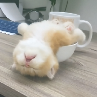 色猫直播APP应用